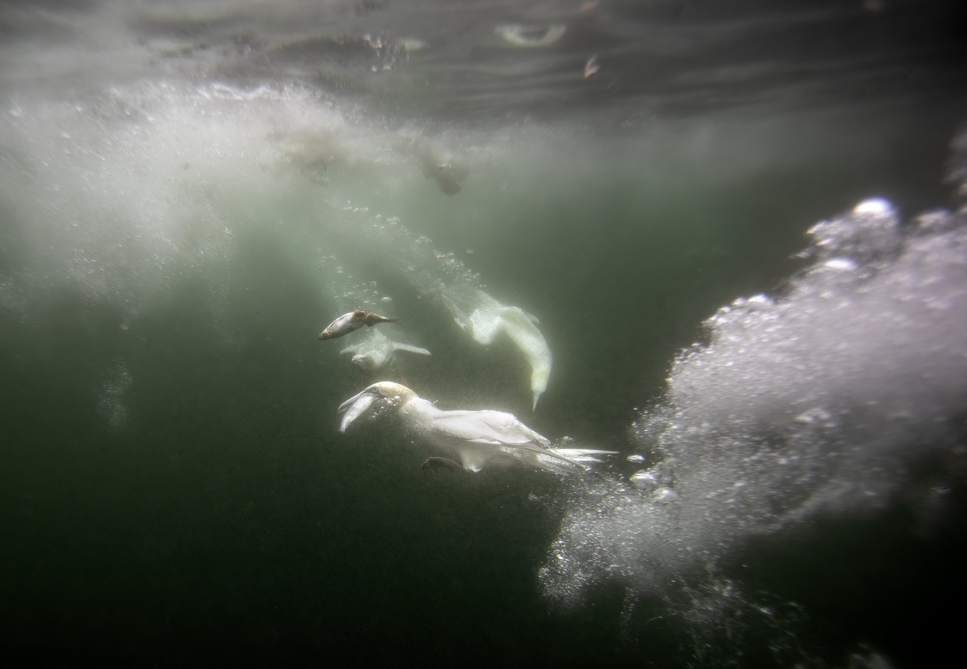 Northern gannets diving at Bass Rock